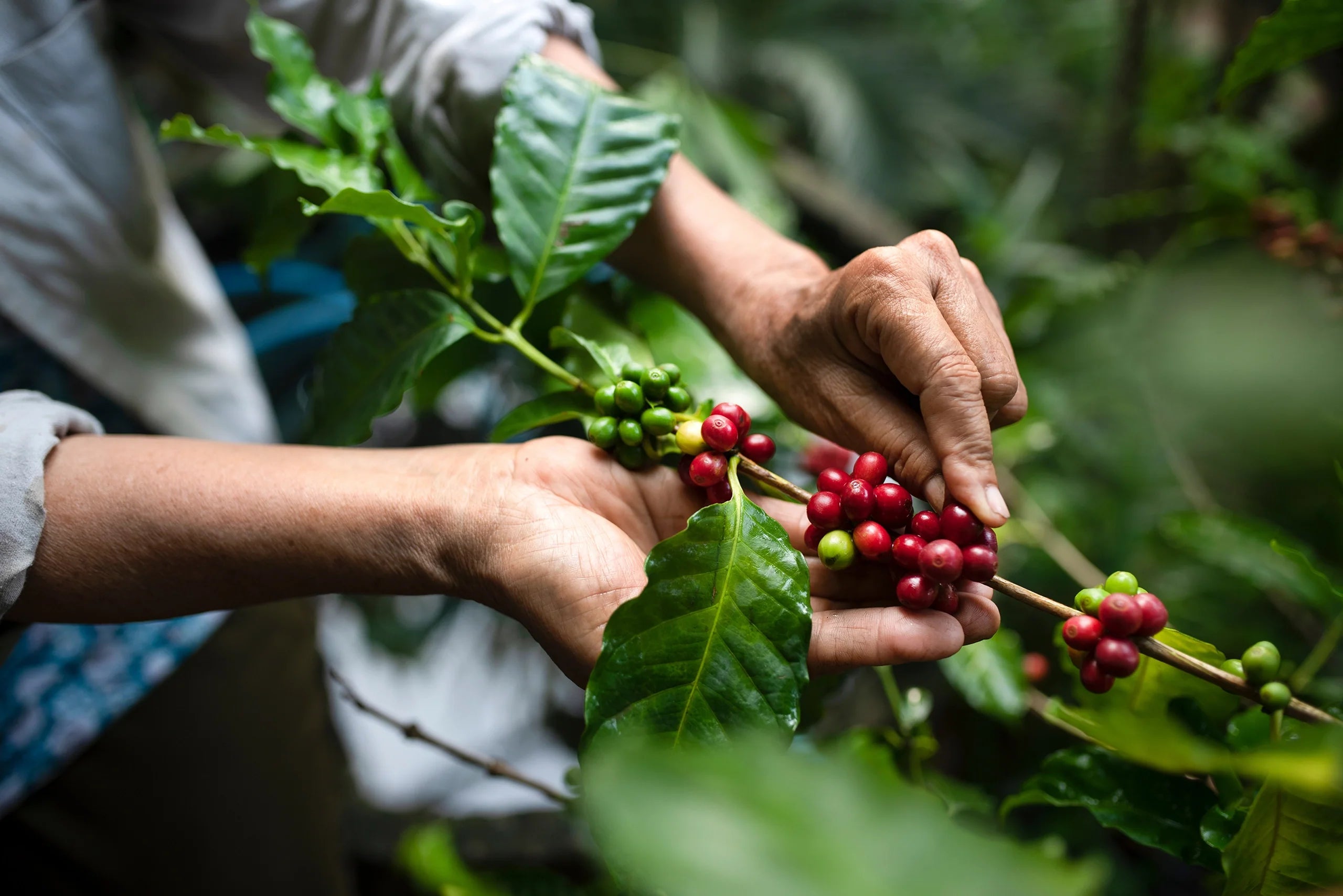 Whole coffee fruit (coffee cherries) — the source of ycofy’s antioxidants.